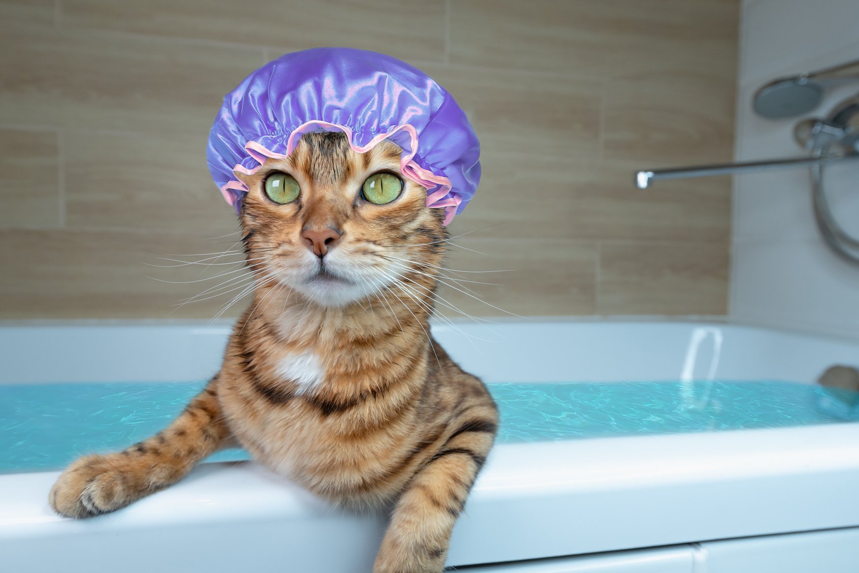 Funny Domestic Cat with a  Cap Sits in a Bathtub Filled Wi