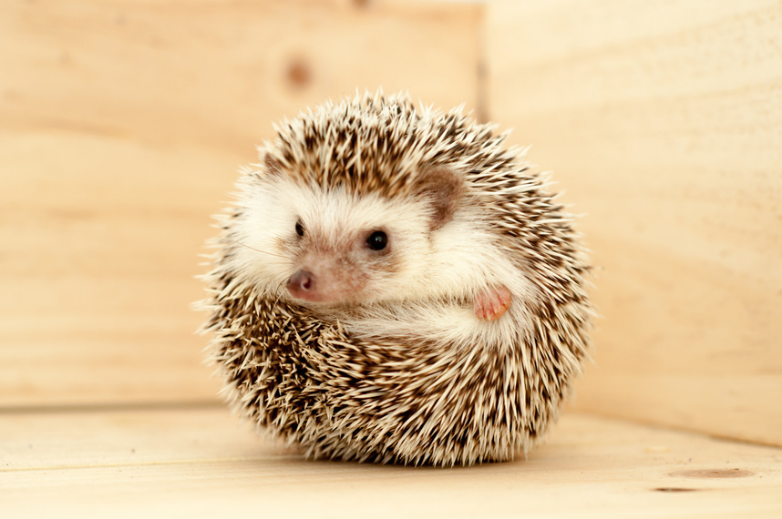 Hedgehog