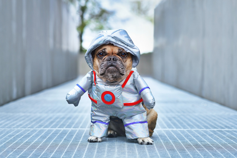 Astronaut dog. French Bulldog wearing funny Halloween space suit