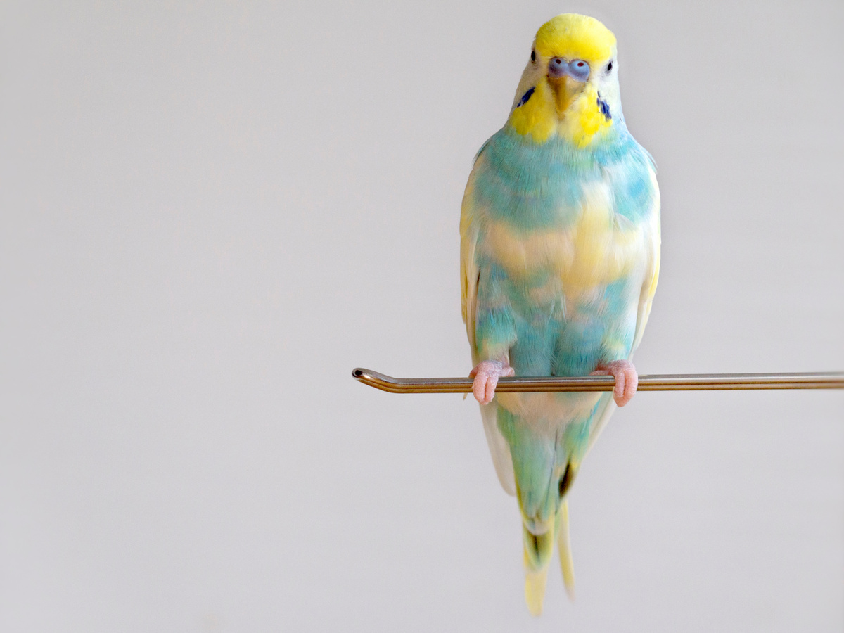 budgerigar　budgie